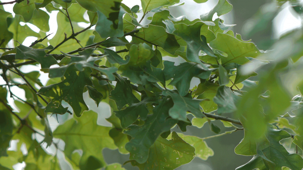 Fiber Resource for Sustainable Packaging