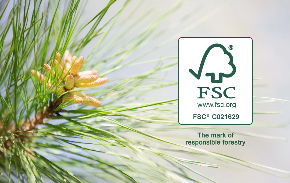 FSC logo, Pine Tree, Close up of pine tree branch