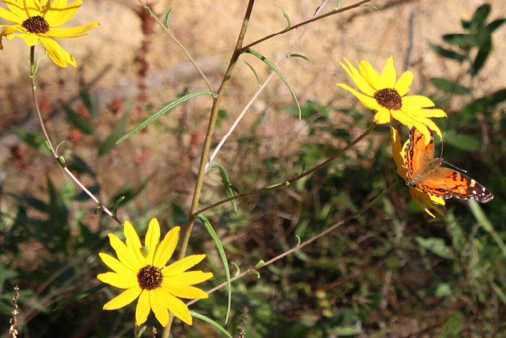 Yellow flowers with a butterfly on it.