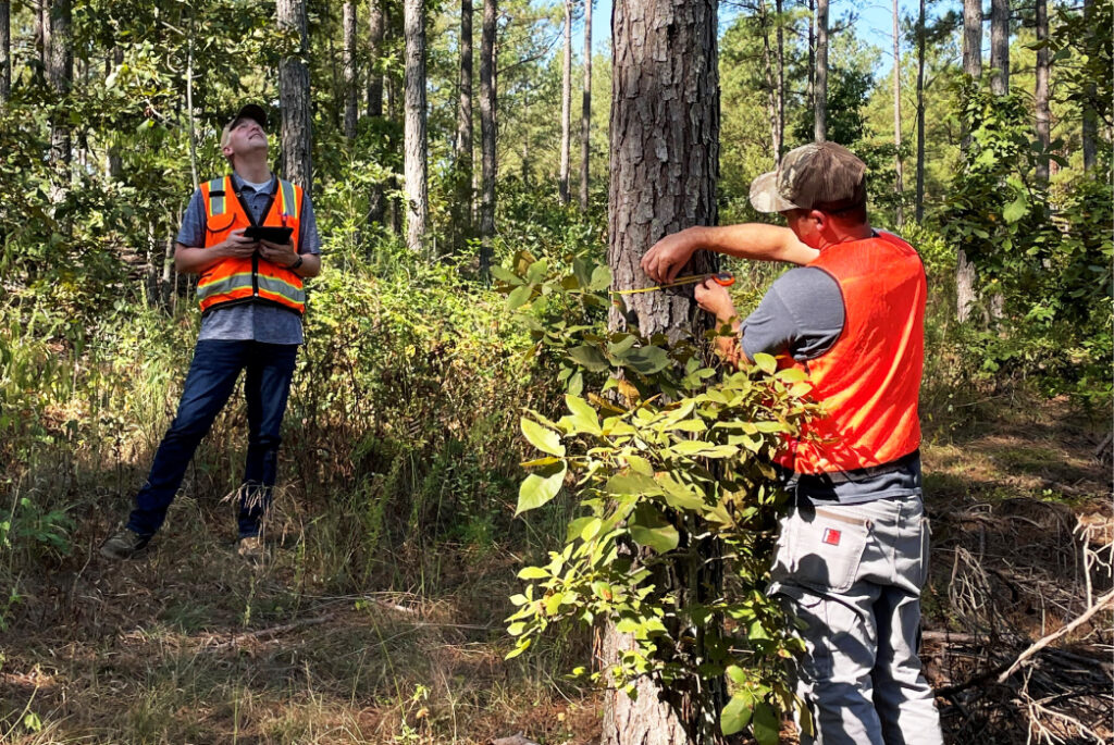 Foresters measuring trees in Arkansas.