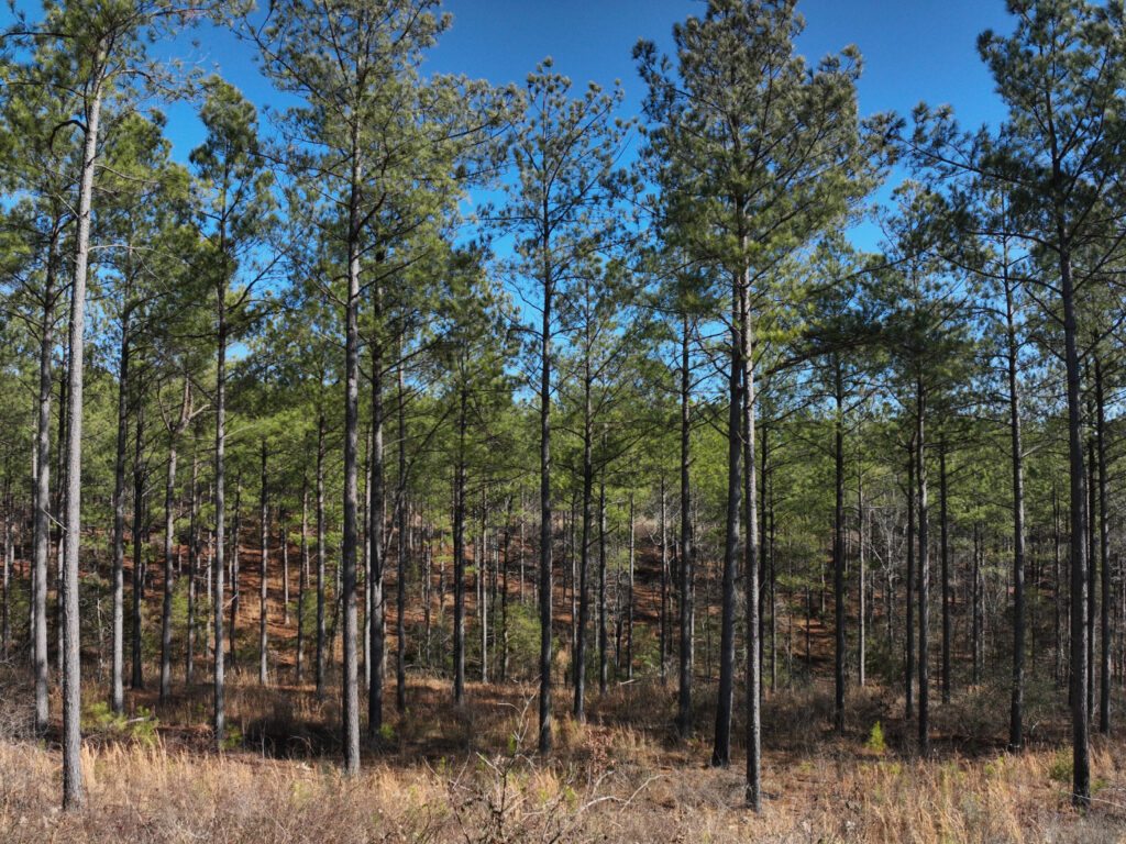 Pinetree's in an Arkansas forest.