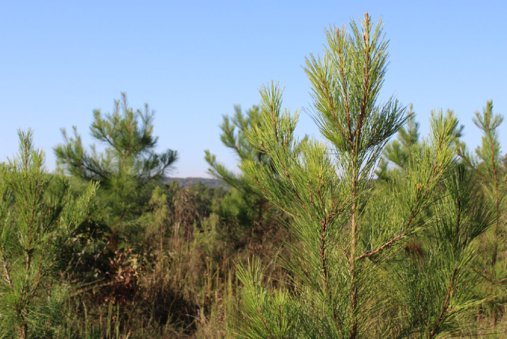 Close-up of a pine tree in a forest.