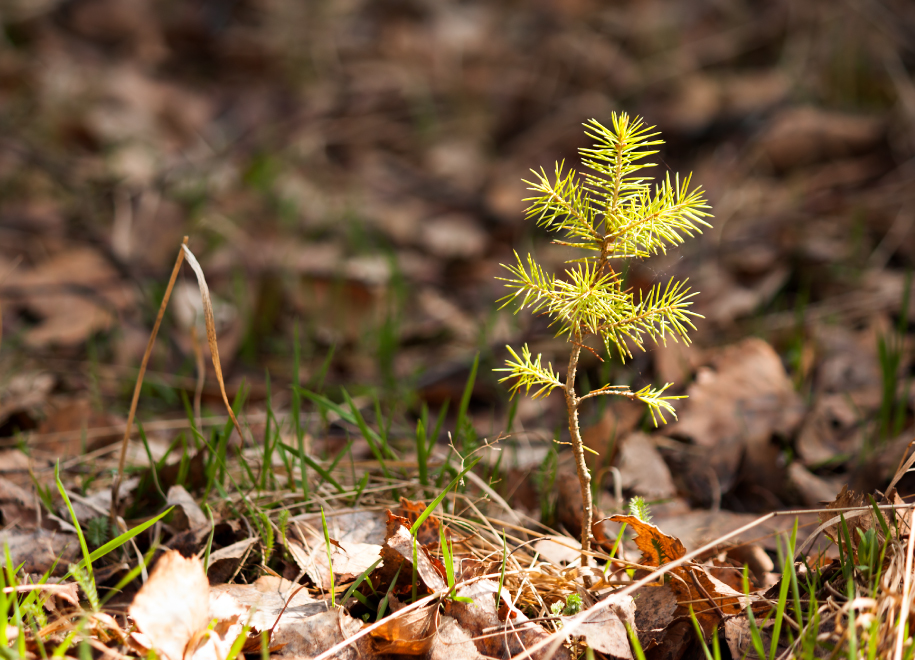 A small tree sapling grows in the middle of a wide, grassy field, surrounded by open space.