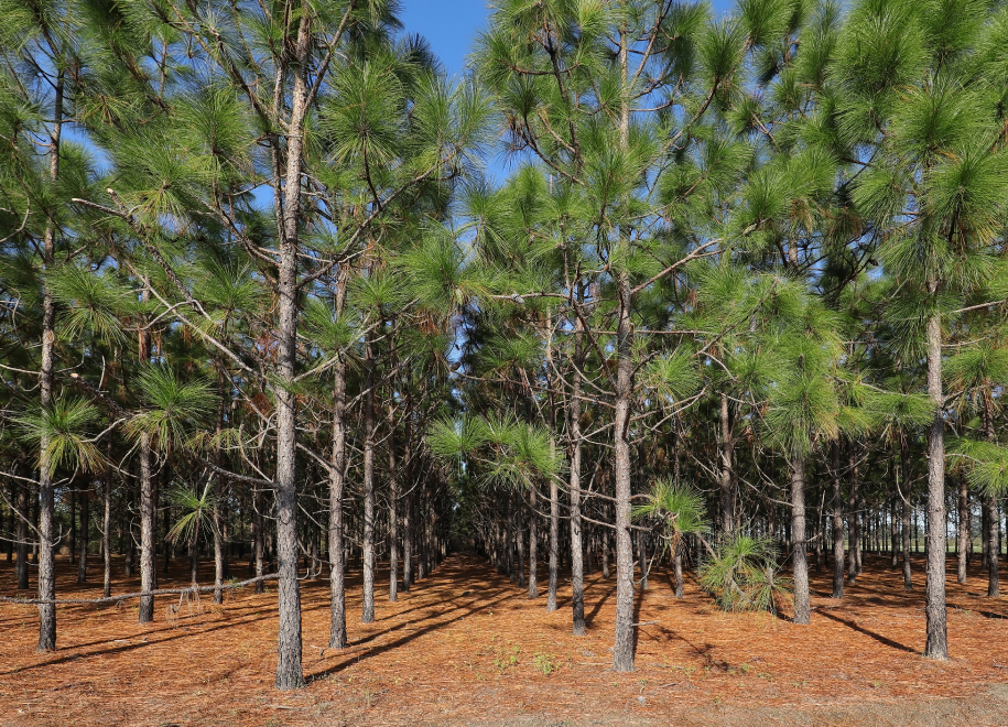 Rows of pine trees with green needles, standing on a forest floor covered in brown pine needles, under a clear blue sky.